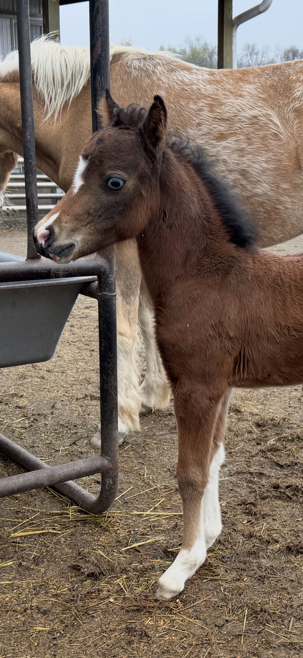 CD Dancing With Fire