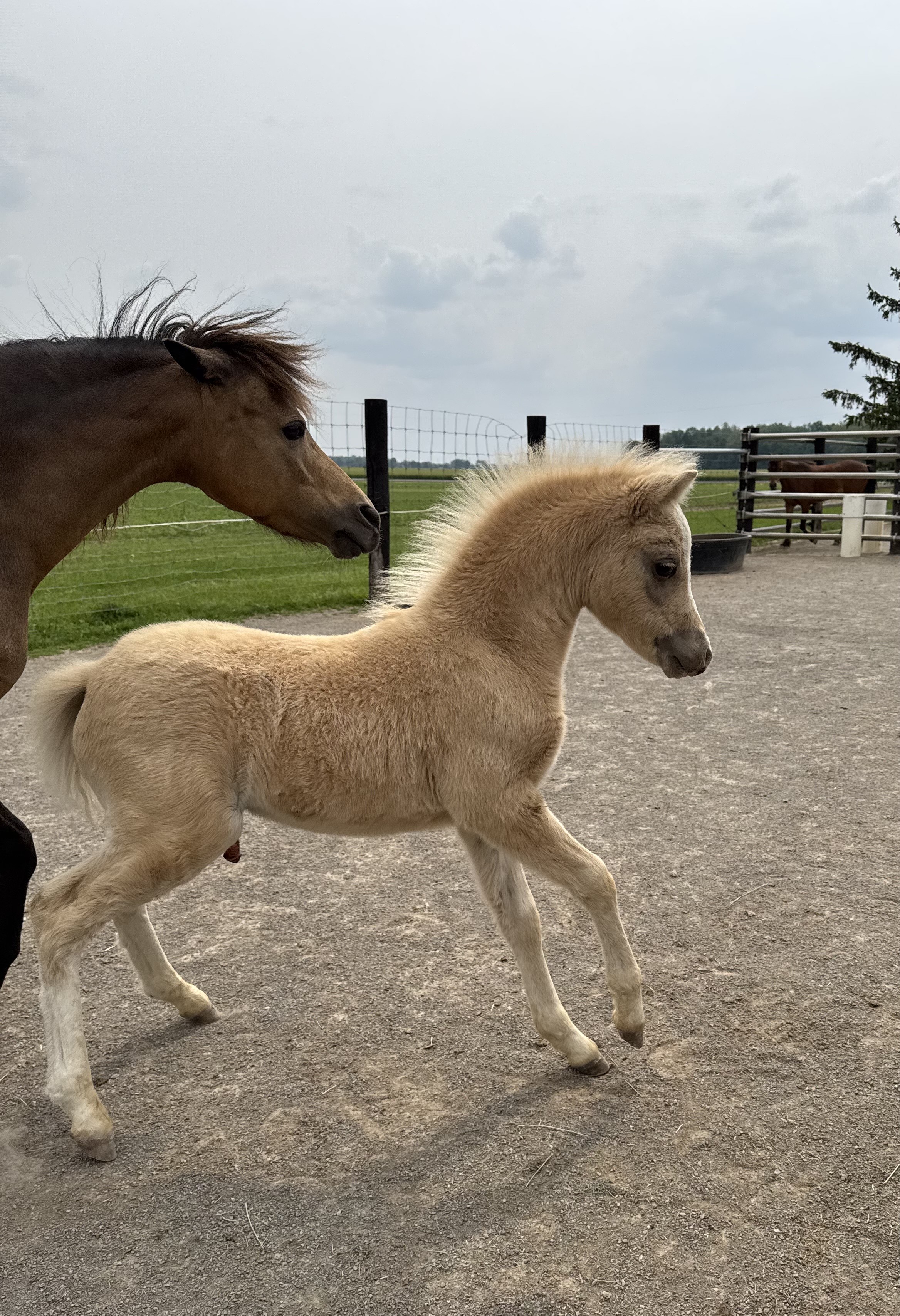 CD Remember I’m Timeless